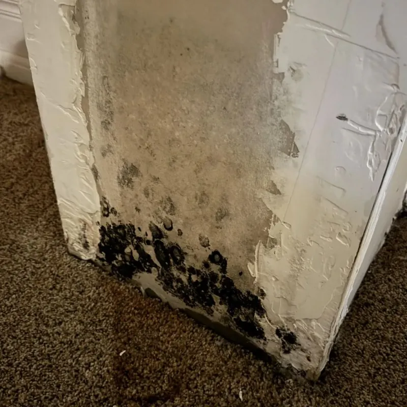 Professional Mold Removal in Manchester, NY